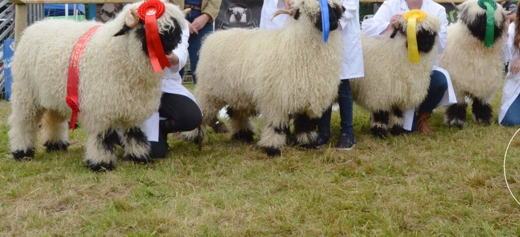 Irish Valais All Ireland Mullingar Show Class 5