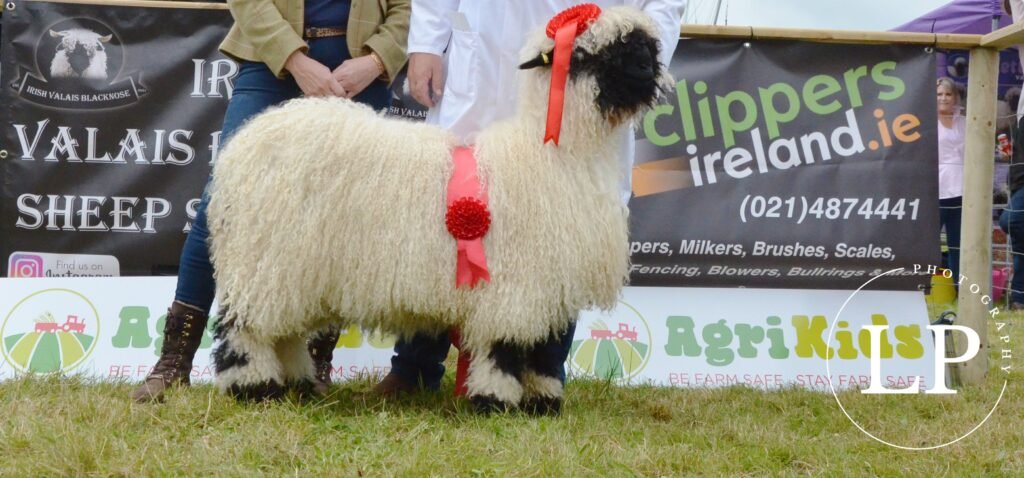 LP Photography Champions Mullingar Show Class 1 winner