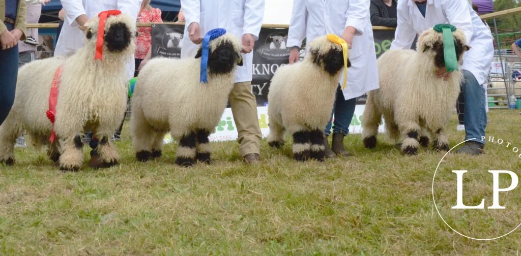 LP Photography Champions Mullingar Show Class 2