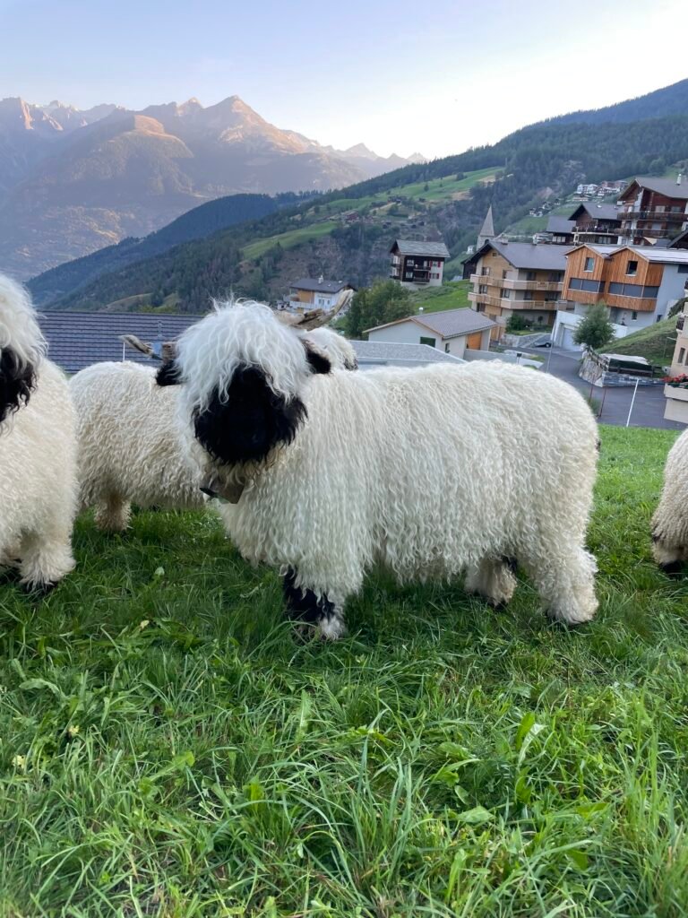 Valais Sheep in Switzerland