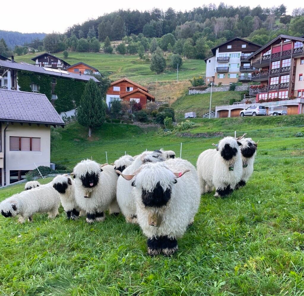 The Breed Switzerland