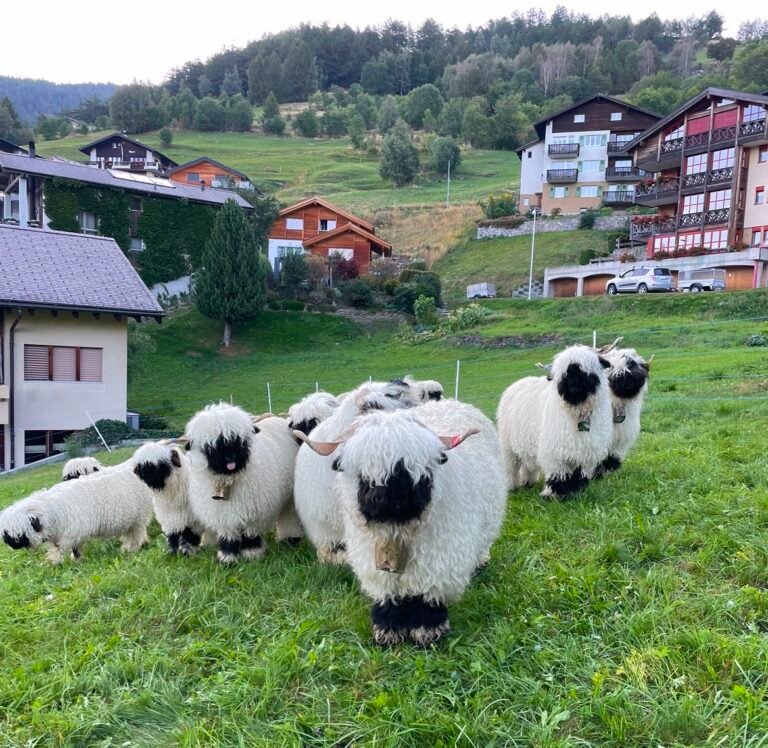 the-breed-irish-valais-blacknose-sheep-society